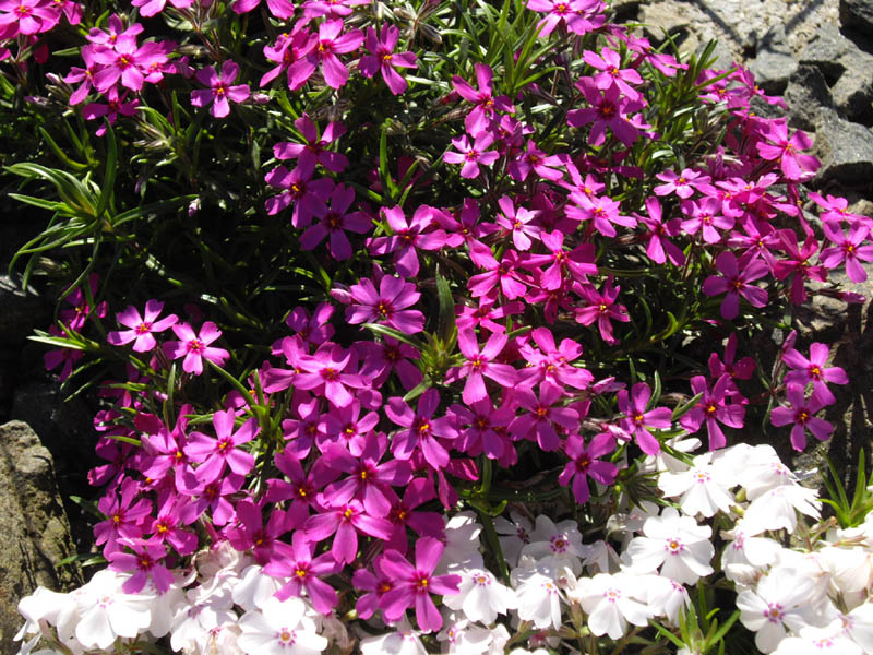 Phlox subulata 'Temiskaming' en fleurs dans un jardin ensoleillé